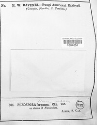 Pleospora brunnea image